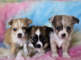 Long & smooth coat chihuahuas