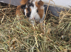Baby long haired Guinea pigs