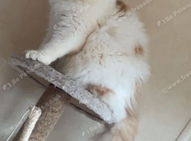 Persian boy