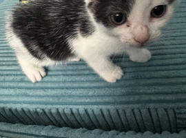 Kitten