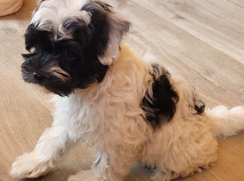 Stunning Yorkiepoo puppy available from Licensed Breeder.
