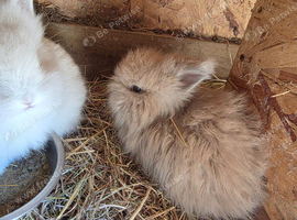 Lovley lionhead babies  for 5* homes