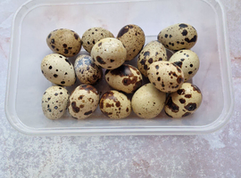Jumbo Quail Eggs - Fertile