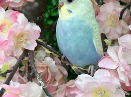 Lovely boy budgie