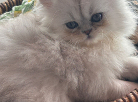 Beautiful silver tipped Persian Boy left!