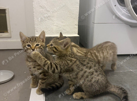 Beautiful Bengal x kittens