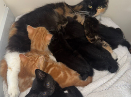 Kittens