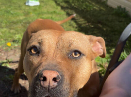 Staffordshire (puppy) 14 months