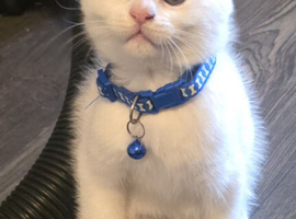 Scottish fold x maine coon