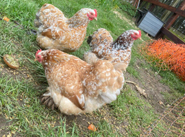 Hatching eggs