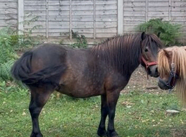 Beautiful lead rein pony