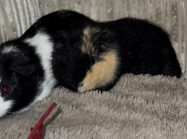 2 male guinea pigs