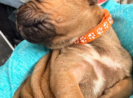 Cane corso X mixed breeds