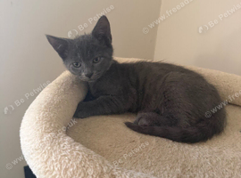 Beautiful grey kitten for sale