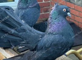 black Indian fantails