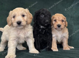 Ready now - Gorgeous Cockapoo puppies mum is Show Cocker x miniature Poodle- Dad is a miniature Poodle - Puppies 3/4 Poodle