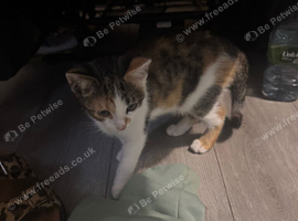 Female kitten