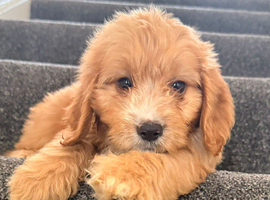 Adorable puppies