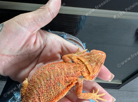 Baby bearded dragons now reduced to get good homes