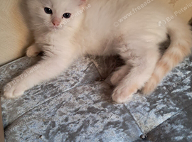 GCCF 1 Ragdoll kitten Reduced