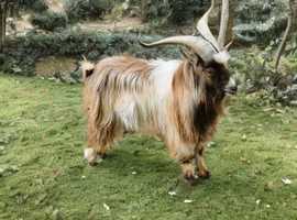 Beautiful billy for sale!