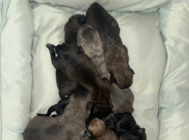 8 boys and 2 girls available blues, brindle, black and fawn