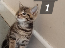 Beautiful Tabby kittens