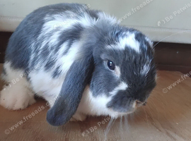 Purebred mini lop doe (girl