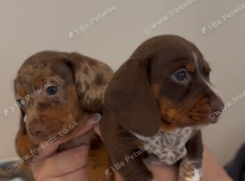 2 miniature kc registered Dachsunds