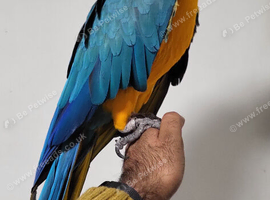Handreard Silly Tame Blue & Gold Macaw