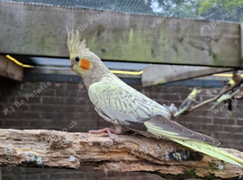 Stunning Avairy Bred Cockatiels
