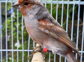 Stunning Canaries - Reds, Norwich, Lizards, Agate, Grey wing