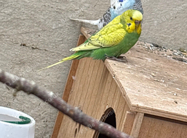 two show budgies two exhibition one and other mixed