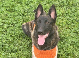 Belgian Malinois cross Dutch Shepard