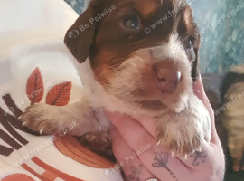 cocker spaniles