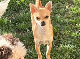 Tea cup chihuahua female