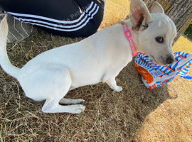 Chihuahua cross female
