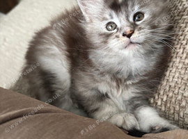 Stunning tica registered girl