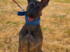 Female Malinois for Rehome