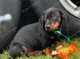 Miniature dachshund puppy