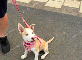 Staffy Cross husky