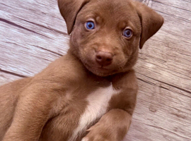 Siberian Shepsky x Weimaraner Puppies