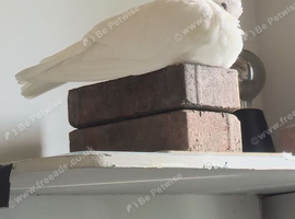 YOUNG HOMING PIGEON FULL WHITE