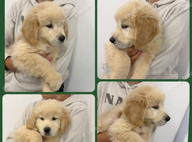 Golden Retriever Puppies