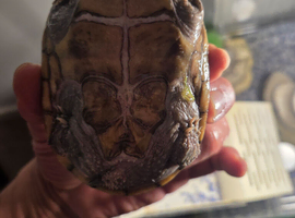 Musk turtle