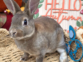 Castor Buck Mini Rex to RESERVE