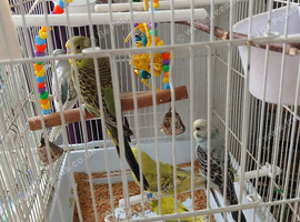 Baby budgies