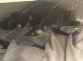 Ragdoll kittens for sale