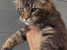 XL beautiful maine coon kittens