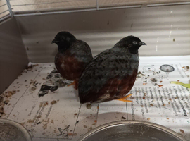 2 X colours are chocolate brown / grey/rusty red and black head cock birds brothers  &pound;6 for both or &pound;3 each